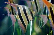 热带鱼种类全解析：你需要知道的一切