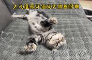 美短虎斑猫：念经的日常习惯