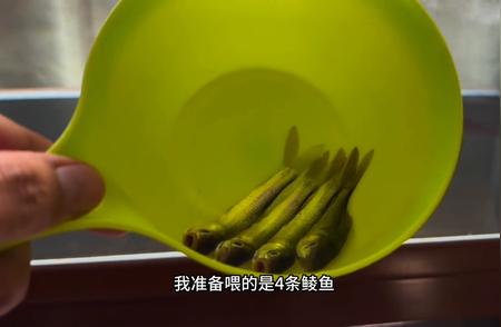 揭秘龙鱼状态与消化能力的秘密