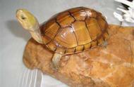家养宠物乌龟：品种、养护与乐趣