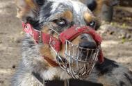 罗威纳犬：四大烈性犬之首的暴力追踪兽