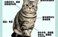 每日认识一只猫：美短虎斑猫的魅力与特点