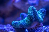珊瑚礁探秘：生态奇迹与傻傻分不清的谜题