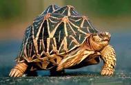 探索陆龟的长寿秘密：为什么它们是长寿的宠物？