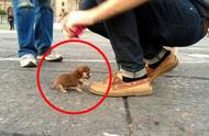 揭秘世界上最小的五种萌犬