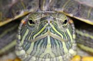 世界最受欢迎的宠物：巴西红耳龟探秘