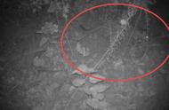 揭秘江苏大丰罕见豹猫身影，探索自然生态之美