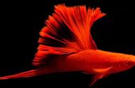 红箭鱼的红与肥：摇头摆尾的恐惧
