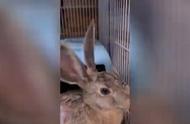 动物救助站里的兔子的温暖故事