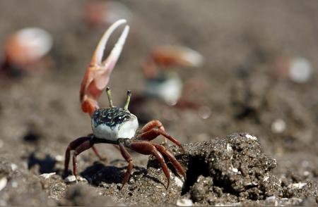 招潮蟹挖洞行为对土壤甲烷排放的惊人影响