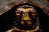 探索宠物龟的世界：常见品种一网打尽