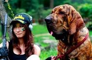 探索猛犬世界：巴西菲勒犬的非凡魅力