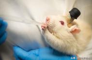 揭秘：老鼠的清洁习惯与惊人智商