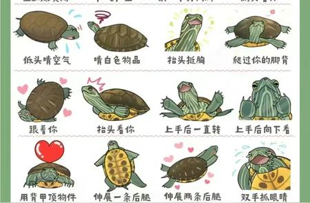 揭秘宠物龟的内心世界：如何解读它们的语言