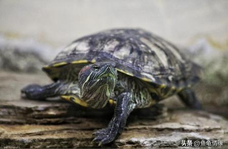 探索巴西龟的奇妙世界：生活习性与饲养技巧