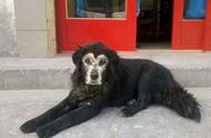 中国境内最凶悍的猛犬，神秘品种因过于生猛遭世界忽视
