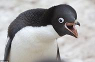 阿德利企鹅：企鹅界的战斗民族揭秘
