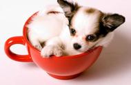 茶杯犬的魅力：为什么想养犬的铲屎官不能错过？
