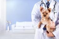 揭秘宠物医疗市场：诊疗费高涨，乱象何时休？