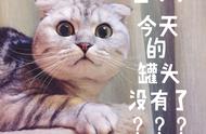 解析猫狗挑食现象：中美台兽医训练师的新观点