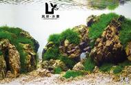 岚岸水景草缸造景教程：藻类防治全攻略