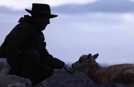 羌塘野生动物管护员：守护藏羚羊的温暖使命