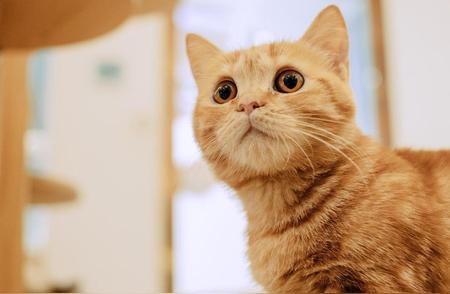 揭秘国内最受欢迎的六种猫咪，看看你最想养哪一种!