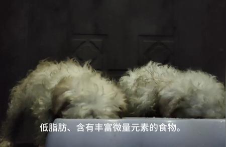 比熊犬的味蕾偏好：揭秘它们最爱的食物