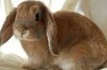 垂耳兔品种介绍及特点