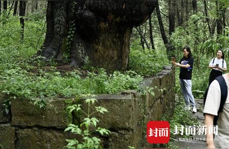 剑阁翠云廊：古柏树下徒步游探秘古蜀道美景