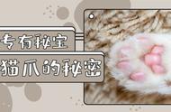 解锁猫爪爪的神奇之处：8个你不知道的冷知识