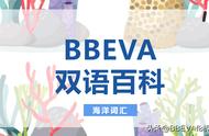 BBEVA双语百科：全面解析海洋生物词汇