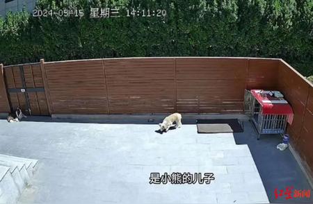 别墅悲剧：两只宠物犬遭投毒身亡，凶手竟是邻居？