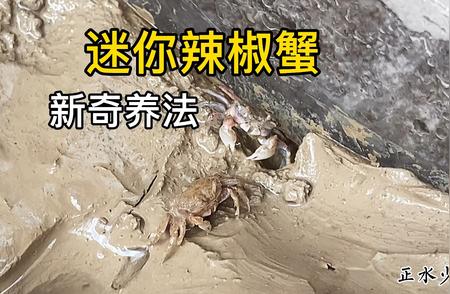 迷你辣椒蟹养殖指南：如何营造符合生态环境的家园？