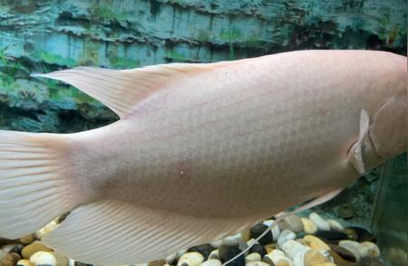 招财鱼：神秘的水族之星