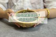 春茶还是秋茶？买白茶时你应该选择哪一个？