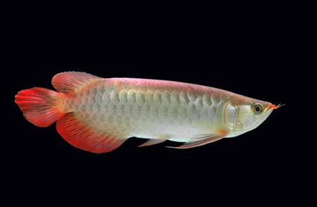 初学者在龙鱼世界中如何找到自己的第一只宠物鱼？