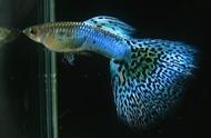 养鱼小贴士：你的鱼能繁殖多少小鱼？