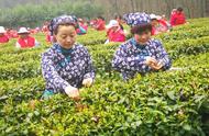 2019年南京中山陵雨花茶采摘季开启