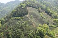 黄山毛峰的绿色种植技术揭秘