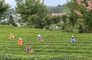 保康秋茶丰收季：采摘繁忙进行时