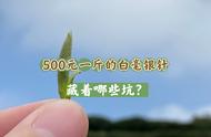 直播间里的500元白毫银针新茶，我是不是赚了？