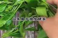 白茶：一种独特的茶叶品种