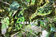 揭秘武夷岩茶的坑、涧、窠、岩：山场真相大揭露！