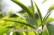 六安瓜片：神秘的茶叶传奇