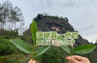 掌握4个买茶秘诀，挑选出岩茶中的高香品种，避免浪费金钱