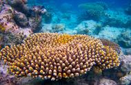 珊瑚虫、珊瑚与礁石：一段纷繁复杂的关系，你了解吗？