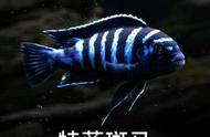 特蓝斑马：热带鱼爱好者的马拉维湖之选