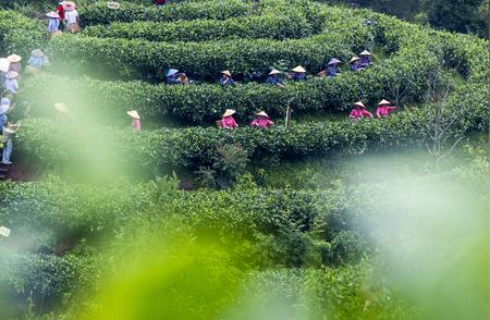 夏茶采收季节：忙碌的采摘时刻