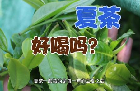 夏茶的秘密：优势与劣势全面解析